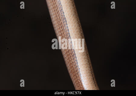 Nahaufnahme einer Blindschleiche (geschiedenen Fragilis), einer gemeinsamen britischen Reptil (beinlose Echse), schwarz, braun und Beige Skalen zeigen Stockfoto