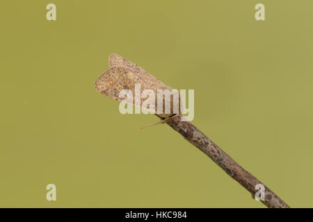 Kleinen Quaker (Orthosia Cruda), eine braune Motte, die im zeitigen Frühjahr, auf einem Zweig auf einem sauberen grünen Hintergrund fliegt Stockfoto