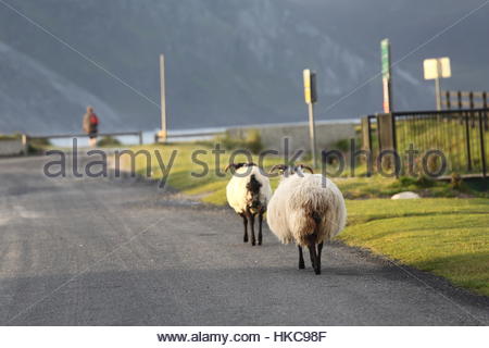 Zwei Schafe Fuß entlang einer irischen Straße in den frühen Morgenstunden auf Achill island Stockfoto