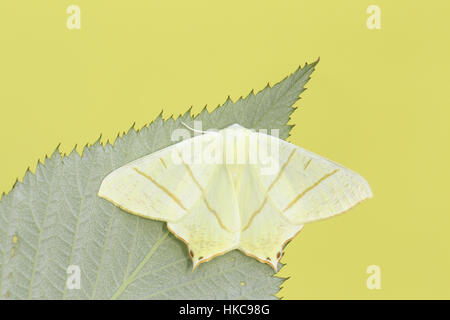 Zinnenkranz Moth (Ourapteryx Sambucaria) - eine gemeinsame, blass gelbe Motte des Sommers, auf einem grünen Blatt in einem vorstädtischen Garten Stockfoto