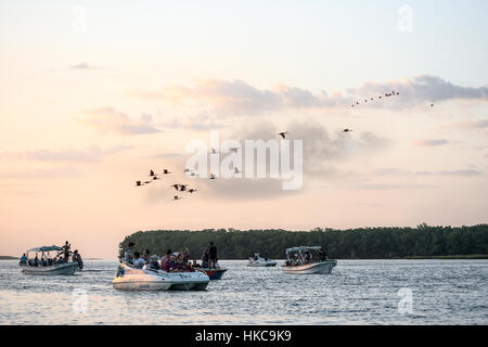 Parnaiba, Brasilien - 16. Juli 2016: Touristen haben eine Reise und Vogelbeobachtung scarlet Ibis am Delta des Flusses Parnaiba, Nordbrasilien Stockfoto