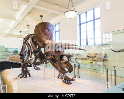 Triceratops Skelett auf einem Podest. Stockfoto