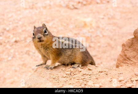 Gemahlenen Squirell auf Sandboden Hintergrund. Stockfoto