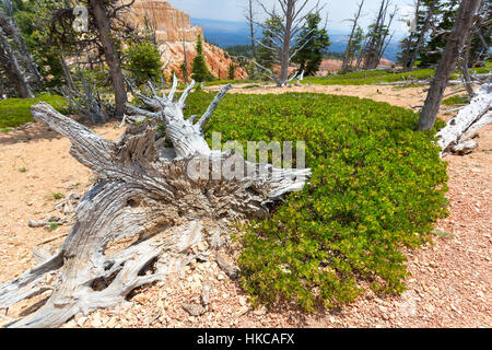 Modriges trockenen Baum gegen Rocky Mountains. Stockfoto