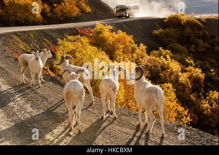Eine Gruppe von Dall-Schafsrammen versammeln sich auf der Straße nahe dem Polychrome Pass im Denali National Park & Preserve, während Ein Besucherbus die Ecke... Stockfoto