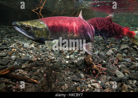 Unterwasseransicht einer weiblichen Sokkeye-Lachs, die ihre REDD auf eine bestehende überblendene überblendene, was dazu führt, dass sich entwickelnde Eier in Power Creek nahe Cordo verloren gehen... Stockfoto