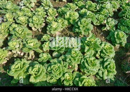 Bok Choy wachsen in den Gärten von Xidi Dorf, Anhui, China Stockfoto