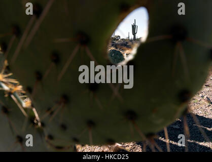 Saguaro-Kaktus angesehen durch Loch im Feigenkaktus Stockfoto