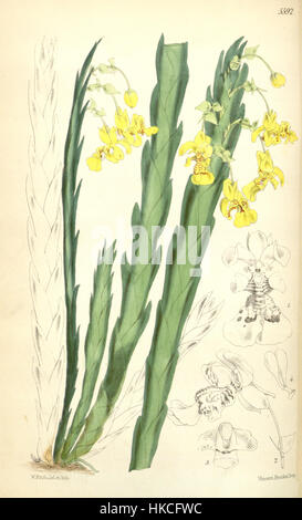 Diese botanische Illustration wurde 1866 erstellt und zeigt Lockhartia oerstedii (früher Fernandezia robusta), eine Orchideenart aus Mittelamerika. Die detaillierte Abbildung stammt aus Curtis' Botanical Magazine. Stockfoto