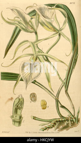 Diese botanische Illustration aus Curtis' Botanical Magazine zeigt Brassavola venosa, eine Orchideenart. Die 1843 entstandene Illustration zeigt die feinen Details der Blume und zeigt das Können botanischer Künstler des 19. Jahrhunderts. Stockfoto