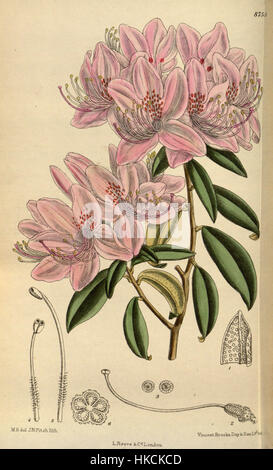 Das Gemälde „Rhododendron siderophyllum 144 8759“ ist eine botanische Darstellung, die die detaillierte Schönheit der Rhododendron-Pflanzenart zeigt. Das Kunstwerk hebt die komplexen Blätter und Blüten der Pflanze hervor. Stockfoto
