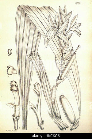 Die botanische Illustration von „Rolfea elata“ aus Hookers „Icones Plantarum“, veröffentlicht 1913, zeigt die einzigartigen Merkmale dieser Pflanzenart. Das detaillierte Kunstwerk hebt seine Struktur, Blätter und botanische Eigenschaften hervor und trägt so zur Erforschung des Pflanzenlebens bei. Stockfoto