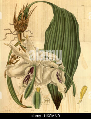 Diese botanische Illustration aus Curtis' Botanical Magazine (1834) zeigt *Stanhopea grandiflora*, eine Orchideenart, mit detaillierten Darstellungen ihrer Blumen und Struktur. Stockfoto