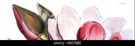 Ein botanisches Kunstwerk mit kleinen Campbellii-Blumen, bekannt für ihr zartes Aussehen und lebendige Farben. Dieses Gemälde hebt die natürliche Schönheit der Flora hervor, mit einem Fokus auf feine Details und botanische Genauigkeit. Stockfoto