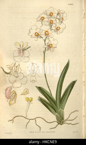 Diese botanische Illustration, die 1827 von Curtis erstellt wurde, zeigt die Tolumnia pulchella Orchidee, die früher als Oncidium pulchellum klassifiziert wurde. Das Kunstwerk fängt die zarten Merkmale und leuchtenden Farben dieser tropischen Pflanze ein. Stockfoto