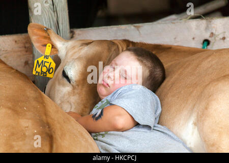 4-H Mitglied müde und Schlaf Kuh kuschelte gegeneinander an der Connecticut Valley Fair in Bradford, VT, USA. Stockfoto