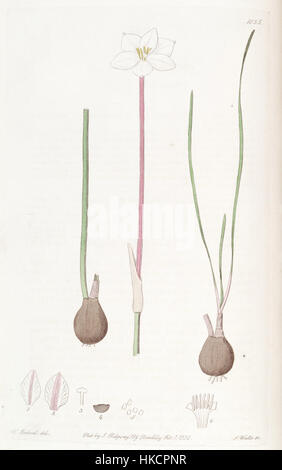 Zephyranthes chlorosolen, auch bekannt als Cooperia drummondii, ist eine blühende Pflanzenart, die in Edwards's Botanical Register in den Jahren 1835–1836 abgebildet ist. Diese botanische Illustration zeigt die einzigartige Blumenstruktur der Pflanze und ihre Bedeutung für die botanischen Studien. Stockfoto