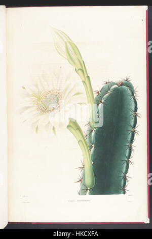 Cereus Hexagonus Lem Stockfoto