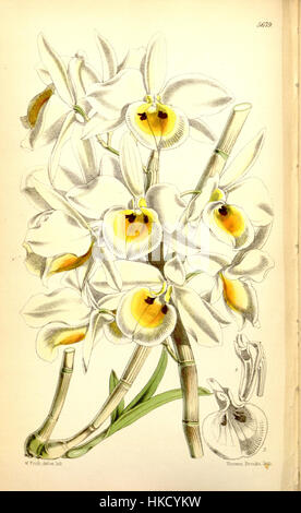 Diese botanische Illustration, die Curtis 1867 schuf, zeigt Dendrobium bensoniae, eine Orchideenart. Das Werk ist Teil einer Reihe botanischer Illustrationen, die für ihre detaillierte und genaue Darstellung von Pflanzenarten bekannt sind. Dieses Werk ist bedeutsam für seinen Beitrag zur botanischen Kunst und Pflanzenforschung des 19. Jahrhunderts. Stockfoto