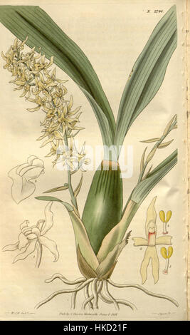 Gomesa Foliosa (als Pleurothallis Foliosa) Curtis' 54 (N.S. 1) pl. 2746 (1827) Stockfoto