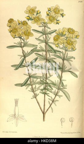*Hypericum Kalmianum*, auch bekannt als Kalmskraut, ist eine in Nordamerika heimische Pflanzenart. Diese botanische Illustration bietet eine detaillierte Darstellung seiner charakteristischen gelben Blüten und medizinischen Eigenschaften. Stockfoto