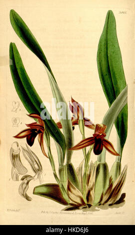 Diese botanische Illustration von Maxillaria cucullata, die 1842 von Curtis geschaffen wurde, ist Teil einer Sammlung, die die Schönheit und Vielfalt der Orchideen zeigt. Das detailreiche Gemälde hebt die komplizierten Merkmale der Blume und ihre wissenschaftliche Bedeutung hervor. Stockfoto