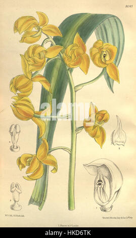 *Mormoden Buccinator*, dargestellt in Curtis' *V. 131* (1905) ist eine detaillierte botanische Darstellung einer Orchideenart. Dieses Kunstwerk hebt die zarten Merkmale und die einzigartige Struktur der Blume hervor, die für ihre lebendige Farbe und ihre komplizierten Muster bekannt ist. Stockfoto