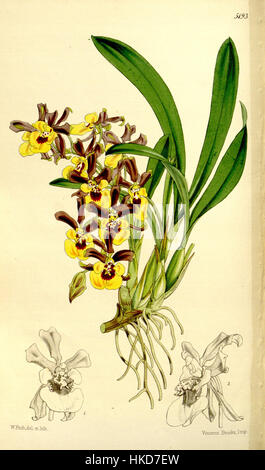 Diese botanische Illustration, „Oncidium longipes“, die Curtis im Jahr 1860 schuf, zeigt die detaillierte Darstellung dieser Orchideenart und hebt ihre einzigartige Struktur und Schönheit hervor. Stockfoto