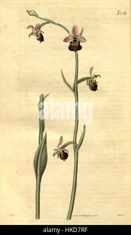 „Ophrys apifera“, auch bekannt als die BienenOrchidee, ist in dieser botanischen Illustration aus dem Jahr 1824 dargestellt. Die Illustration, Teil des Botanical Magazine von Curtis, zeigt die komplizierte Blütenstruktur und die natürliche Schönheit der Pflanze. Stockfoto