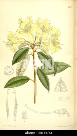 „Rhododendron ambiguum 137 8400“ ist eine künstlerische Darstellung einer Rhododendron-Art, die die komplizierten Details der Blüten und Blätter dieser Pflanze zeigt. Das Werk fängt die Schönheit des botanischen Lebens in einem Ölgemälde-Format ein und betont seine historische und natürliche Bedeutung. Stockfoto
