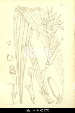 Diese botanische Illustration aus dem „Icones Plantarum“ von Joseph Dalton Hooker aus dem Jahr 1913 zeigt „Rolfea elata“, eine blühende Pflanze, die für ihre hohen, schmalen Blütenstände bekannt ist. Die Illustration ist Teil von Hookers umfangreichen Arbeiten über Pflanzenarten. Stockfoto