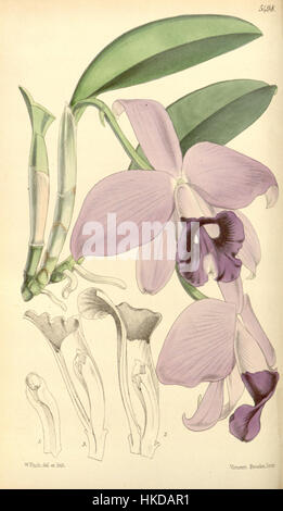 Diese botanische Illustration von Curtis aus dem Jahr 1865 zeigt *Sophronitis praestans*, eine Orchideenart. Früher als *Laelia praestans* klassifiziert, zeigt die Illustration die komplizierten Details dieser exotischen Blume und hebt ihre einzigartige Struktur und ihre lebendige Farbe hervor. Stockfoto