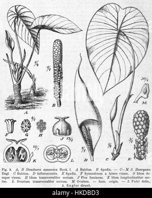 *Steudnera assamica* ist eine botanische Illustration einer Pflanze aus der Region Assam, die eine detaillierte Darstellung ihrer einzigartigen Merkmale bietet und zur Erforschung der asiatischen Flora beiträgt. Stockfoto