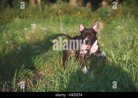 Hund mit Zunge, die auf der grünen Wiese im park Stockfoto