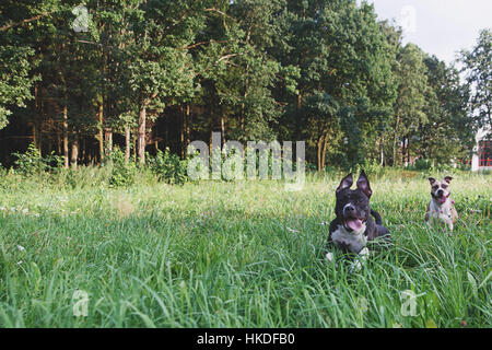 Hunde, die auf der grünen Wiese im park Stockfoto