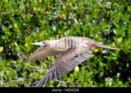 Red Footed Galapagos Booby Stockfoto