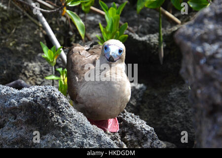 Red Footed Galapagos Booby Stockfoto