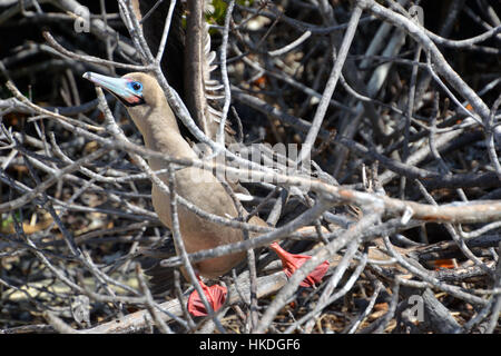 Red Footed Galapagos Booby Stockfoto