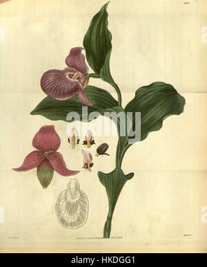 Eine botanische Illustration von Cypripedium macranthos, einer Art von Damenschuh-Orchidee aus Eurasien, bekannt für ihre leuchtenden rosa Blüten und ihren geschützten Schutzstatus. Stockfoto