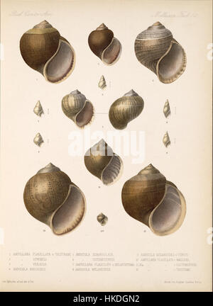 Eduard Von Marten 1890 1901 763 Stockfoto