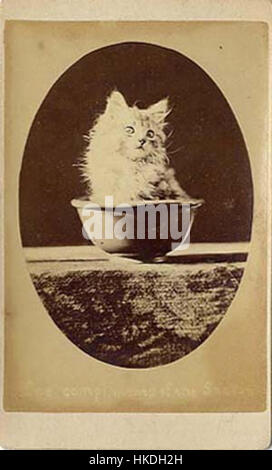 Ein klassisches Gemälde einer Katze, das die Anmut und Schönheit des Tieres betont, typisch für die traditionelle Porträtmalerei in der Tierkunst. Stockfoto