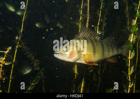 Europäische Barsch (Percha Fluviatilis) im natürlichen Lebensraum, Alte Donau, Wien, Österreich Stockfoto