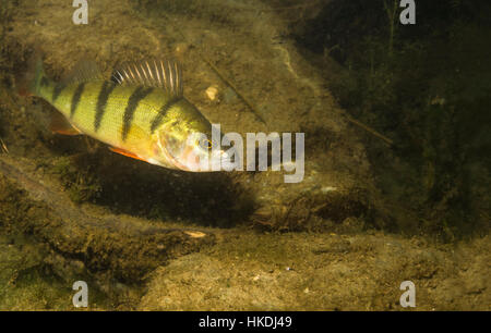 Europäische Barsch (Percha Fluviatilis) im natürlichen Lebensraum, Alte Donau, Wien, Österreich Stockfoto