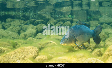 Europäischen Karpfen (Cyprinus Carpio) im natürlichen Lebensraum, Bergsee, Steiermark, Österreich Stockfoto