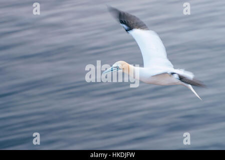 Basstölpel (Morus Bassanus) fliegen über dem Meer, Lummenfelsen, Helgoland, Deutschland Stockfoto