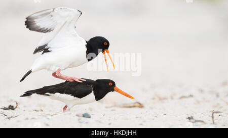 Eurasischen Austernfischer (Haematopus Ostralegus) Paarung am Strand, Düne, Helgoland, Deutschland Stockfoto