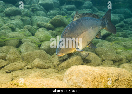 Europäischen Karpfen (Cyprinus Carpio) auf der Suche nach Nahrung, Bergsee, Steiermark, Österreich Stockfoto