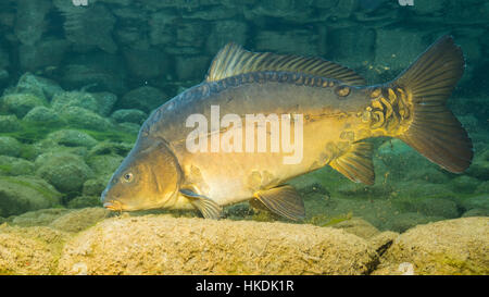 Europäischen Karpfen (Cyprinus Carpio) auf der Suche nach Nahrung, Bergsee, Steiermark, Österreich Stockfoto