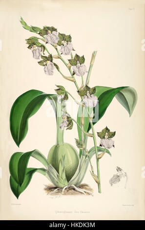 Rhynchostele Uroskinneri (als Odontoglossum Uroskinneri) pl. 2 Bateman A Monographie von Odontoglossum Stockfoto