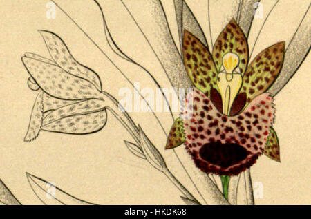 Diese botanische Illustration aus der 1858 erschienenen Publikation „Xenia“ zeigt die Kefersteinia graminea, eine Art, die für ihr zartes, grasähnliches Laub bekannt ist. Das Kunstwerk hebt die Präzision und den wissenschaftlichen Ansatz der botanischen Illustration des 19. Jahrhunderts hervor. Stockfoto